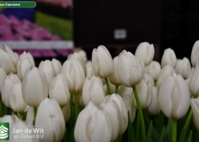 Tulipa Clearwater ® (3)